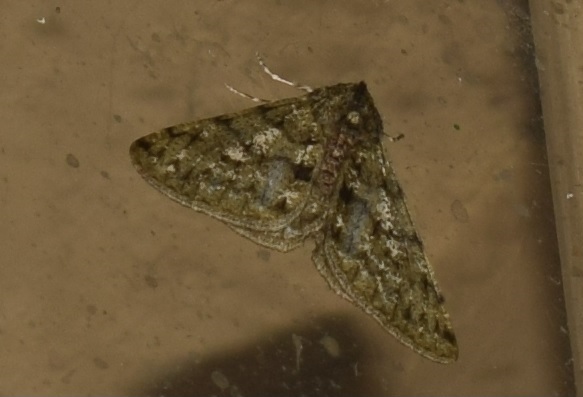 Phigalia pilosaria (Geometridae)? S !